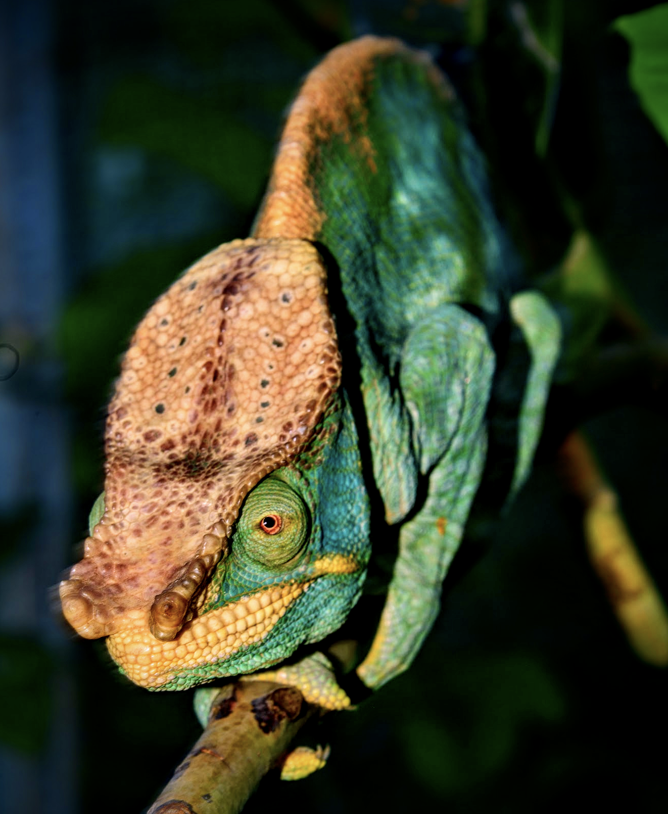 VN DJF vô cực và USP - DJ Farm INFINITY & USPs :: DinoTech